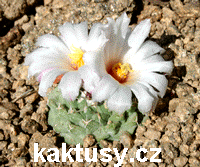 THELOCACTUS - kaktusy eshop