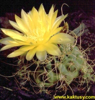 Gymnocalycium andreae v. longispinum Alta Gracia Cord. 10s/8