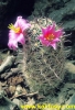 Mammillaria alamensis 15s/5Kc