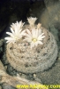 Mammillaria albiarmata 15s/6Kc