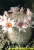 Mammillaria albicans 15s/5Kc