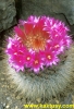 Mammillaria bella 20s/5