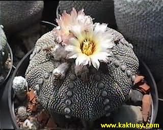 Astrophytum asterias