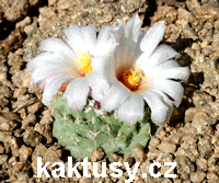 ASTROPHYTUM - kaktusy eshop