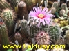 Echinocereus pectinatus v. castaneus 10s/5