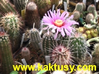 Echinocereus pectinatus v. castaneus 10s/5