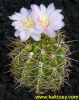 Gymnocalycium achirasense v. echinatum GN343/1187  10s/16