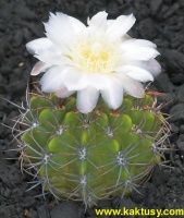 Gymnocalycium achirasense v. kainradliae GN88-270/867 (J) 15s/6