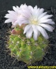 Gymnocalycium achirasense v. villamercedense GN83/207 Cerrola Mogote SL 10s/16