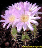 Gymnocalycium achirasense v. villamercedense GN88-83/207 (J) 10s/8