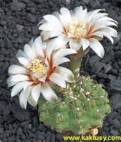 Gymnocalycium altagraciense P119  15s/5