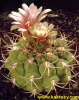 Gymnocalycium ambatoense P22 Conception Catamarca  10s/12