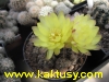 Gymnocalycium andreae (J) 15s/5