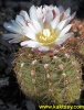 Gymnocalycium andreae v. carolinense GN104/260 Piedras Blancas SL  10s/8