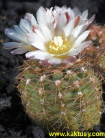 Gymnocalycium andreae v. carolinense GN104/260 Piedras Blancas SL  10s/8