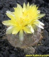 Gymnocalycium andreae P199 El Condor Cord. 10s/7