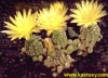 Gymnocalycium andreae var. P378 (doppianum) (J) 10s/5