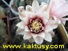 Gymnocalycium asterium 20s/5