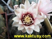 Gymnocalycium asterium 20s/5