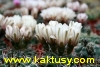 Gymnocalycium baldianum (J) 20s/5