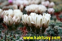 Gymnocalycium baldianum (J) 20s/5