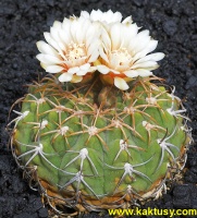 Gymnocalycium bayrianum (J) 20s/5