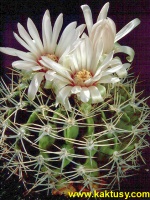 Gymnocalycium bicolor 15s/5