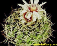 Gymnocalycium bicolor v. simplex 20s/5