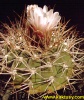 Gymnocalycium bozsingianum (J) 20s/5