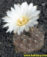 Gymnocalycium brachypetalum JPR29/72 Ruta61 Arroyo de Los Berros RN 10s/6