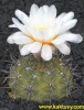 Gymnocalycium brachypetalum JPR71/158,  Choele Choel RN  10s/8