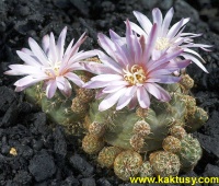 Gymnocalycium bruchii v. brigittae P214 (J) 10s/6