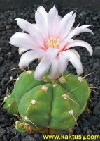 Gymnocalycium buenekeri 10s/7