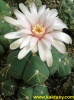 Gymnocalycium buenekeri RWB462 Rio Grande do Sul  10s/8