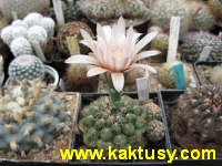 Gymnocalycium calochlorum 15s/5