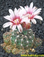 Gymnocalycium calochlorum Sierra de Oro Cordoba (J) 15s/6