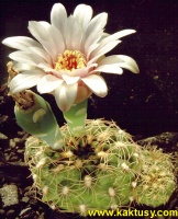 Gymnocalycium calochlorum, Tanti, Sierra Cordoba (J) 15s/6