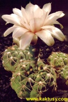 Gymnocalycium capillaense 10s/5