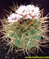 Gymnocalycium cardenasianum (superotrneni!!) 10s/6