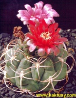 Gymnocalycium carminanthum BO130  10s/5