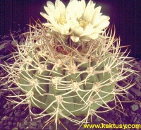 Gymnocalycium castellanosii (J) 20s/5