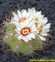 Gymnocalycium catamarcense f. JPR158/486 Cuesta de Belen Andalgala Cat. 10s/5