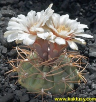 Gymnocalycium catamarcense v. schmiedianum P218  Tinogasta S of Cat. 10s/8