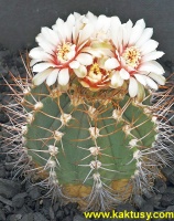 Gymnocalycium curvispinum (J) 20s/5