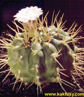 Gymnocalycium eurypleurum  15s/5