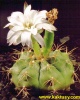 Gymnocalycium damsii v. rotundulum (J) 15s/5