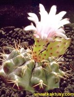 Gymnocalycium damsii v. tucavocense (J) 20s/5
