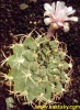 Gymnocalycium delaetii 20s/6