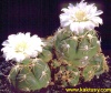 Gymnocalycium denudatum 15s/7