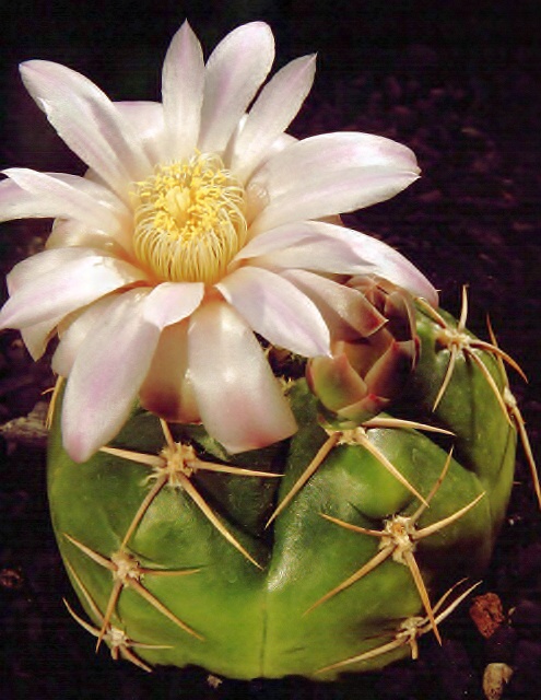 Gymnocalycium denudatum 15s/7